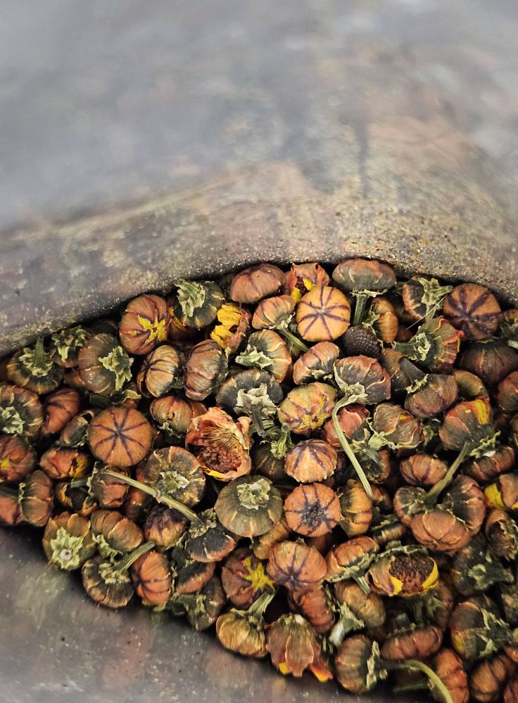 Snow Chrysanthemum Flower Buds Tea