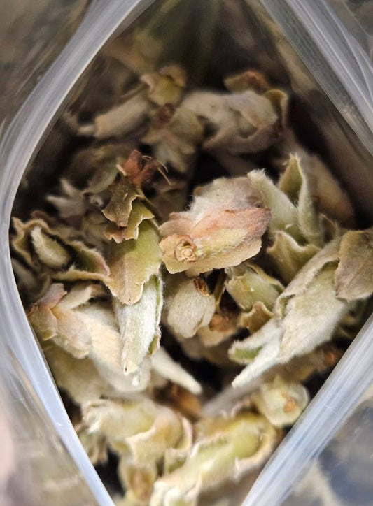 Wild Pu-erh Buds Tea